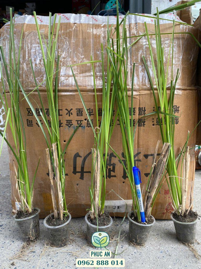 Kỹ thuật giâm cành cỏ Vetiver, một phương pháp hiệu quả để tạo ra cây giống khỏe mạnh cho việc chống xói mòn.